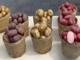 Potato Production