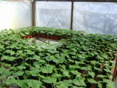 How To Raise Cucumbers In The Greenhouse