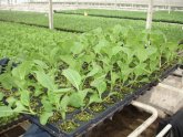 Cabbage Cultivation