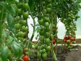 Polycarbonate Tomatoes