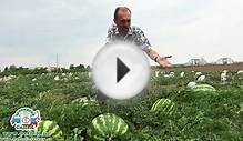 Как выращивать бахчевые.