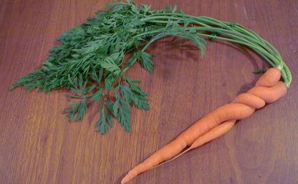 Как правильно сажать морковь?