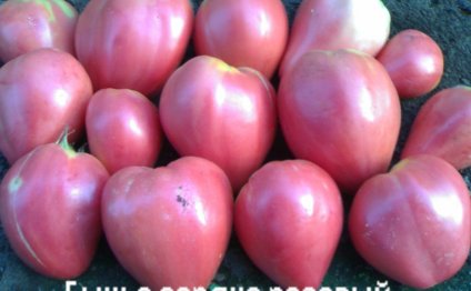 томаты Бычье сердце розовый