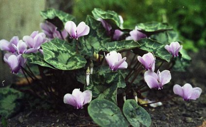 Cyclamen_hederifolium