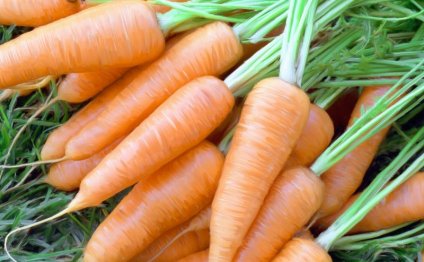 Лучшие сорта моркови для