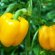 Favourable Days To Land The Pepper In February