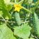 How To Care For Cucumbers