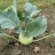 How To Grow Kale