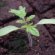 How To Raise Tomatoes In The Greenhouse