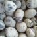 Potatoes On Landing