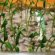 Video Cucumbers