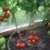 Heat Tomatoes