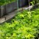 Russada Tomato In The Greenhouse