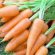Carrots Fertilizer