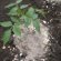 Tomato Fertilizer