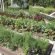 Care For The Garden