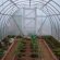 Vegetable Cultivation In Polycarbonate Greenhouse