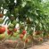 Winter Tomatoes