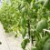 Fertilizer Breeding