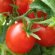 Tomatoes In The Greenhouse