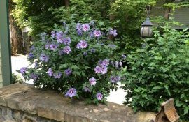 Гибискус сирийский сорт 'Blue Satin' Гибискус сирийский сорт 'Blue Satin'