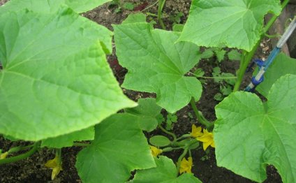 How To Grow A Good Crop Of Cucumbers