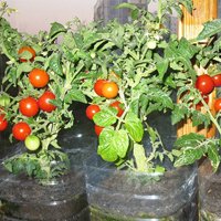 как вырастить помидоры на подоконнике зимой