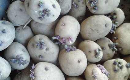 Potatoes On Landing
