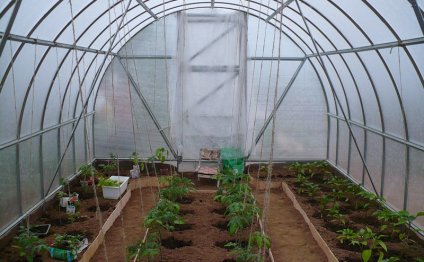 Vegetable Cultivation In Polycarbonate Greenhouse