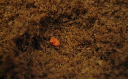 Tomato Seeds