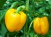 Favourable Days To Land The Pepper In February