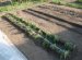How To Put Tomatoes In The Ground