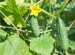 How To Care For Cucumbers