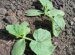 How To Grow Cucumbers On Open Soil