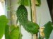 How To Grow A Cucumber