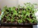 When You Put Tomatoes In The Greenhouse