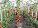 When You Plant Tomatoes