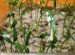 Video Cucumbers