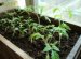 Tomatoes Of Scatter