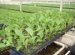 Cabbage Cultivation
