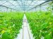 Fertilizer Cultivation In The Greenhouse
