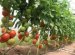 Winter Tomatoes