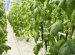Fertilizer Breeding