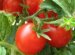 Tomatoes In The Greenhouse