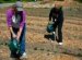 Surface Potato Feed