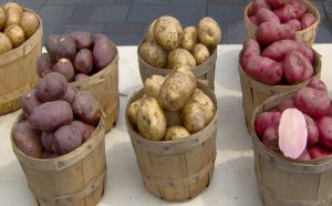 Potato Production