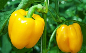 Favourable Days To Land The Pepper In February