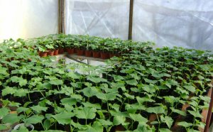 How To Raise Cucumbers In The Greenhouse