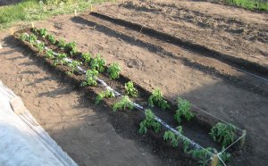 How To Put Tomatoes In The Ground