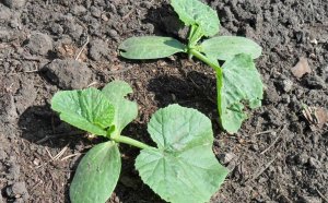 How To Grow Cucumbers On Open Soil